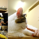 Illustration for article titled At These Cafes, You Pay To Play with Cats